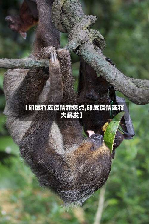 【印度将成疫情新爆点,印度疫情或将大暴发】